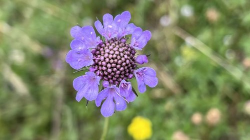 Duifkruid voor Nelle flora van Nederland