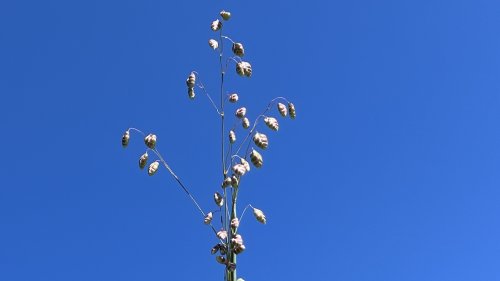 Adopteer een plant Bevertjes Flora van Nederland