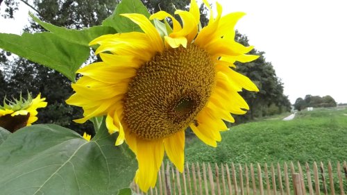 Zonnebloem voor Juni Flora an Nederland