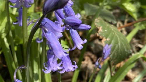 Wilde hyacint Flora van Nederland Aspergefamilie