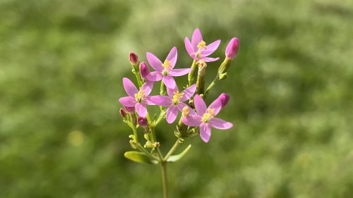 Gentiaan familie Flora van Nederland