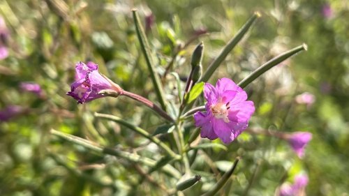 Harig wilgenroosje Flora van Nederland Hoofdgroep Geranium en Vioolachtigen