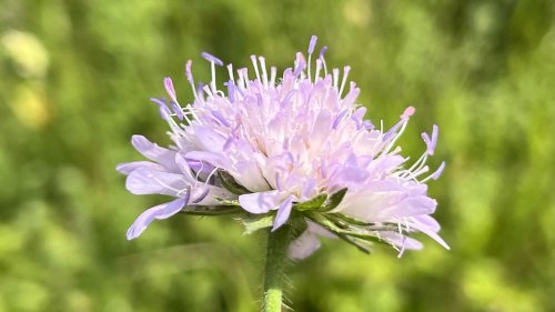 Beemdkroon soort Flora van Nederland