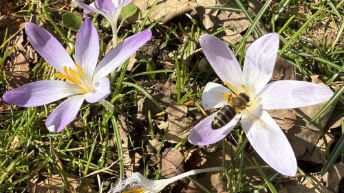 Krokus met bij Flora van Nederland