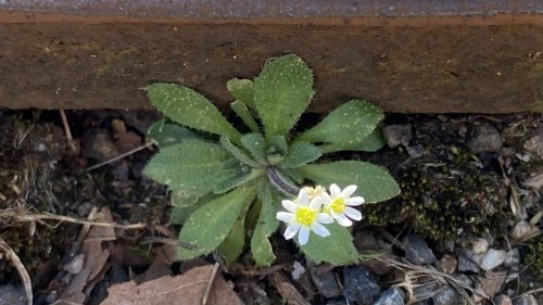 Vroegeling Flora van Nederland Kruisbloemachtige