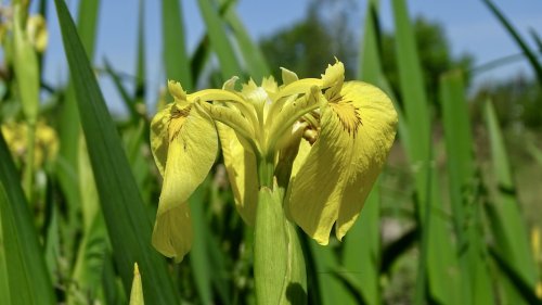 Gele lis Flora van Nederland Lissenfamilie