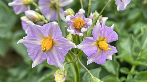 Bloeiwijze aardappel Nachtschadefamilie Flora van Nederland