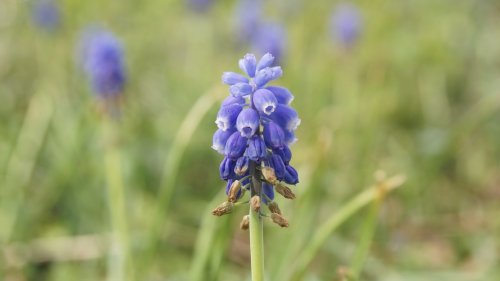 Blauwe druifjes op school Flora van Nederland