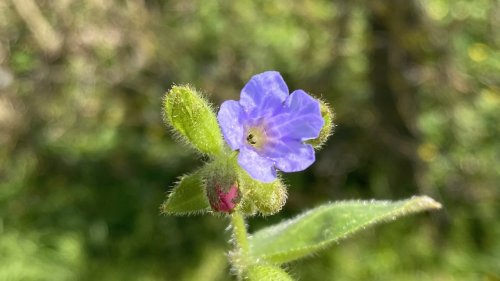 Gevlekt longkruid Flora van Nederland Plant van de week in de klas februari