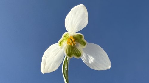 Gewoon sneeuwklokje Plant van de week flora van Nederland NIBI