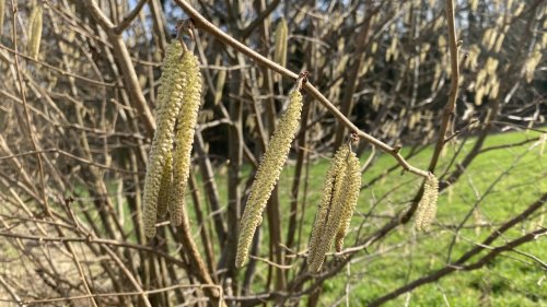 Hazelaar Flora van Nederland Plant van de week in de klas januari