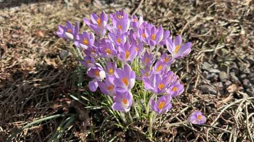 Krokus Flora van Nederland. Plant van de week in de klas februari