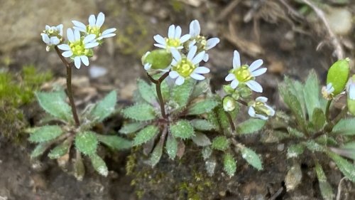 Vroegeling Flora van Nederland Plant van de week januari 2