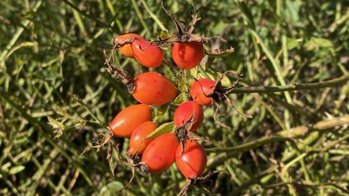 Rozenbottels Flora van Nederland