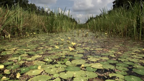 Waterplanten Flora van Nederland