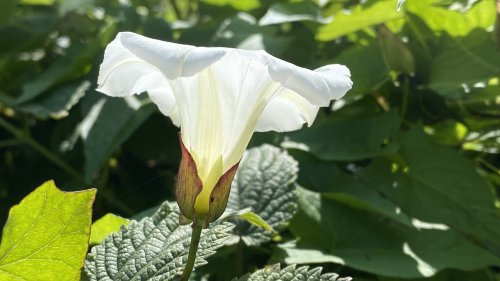 Haagwinde soort Flora van Nederland