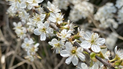 Sleedoorn Flora van Nederland zelfstudie maart april