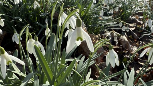 Sneeuwklokjes zelfstudie Flora van Nederland