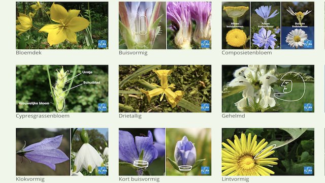Flora van - planten en hun online