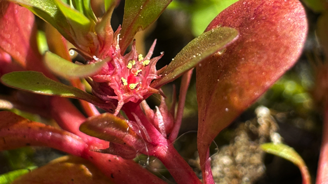 Waterpostelein - Lythrum portula
