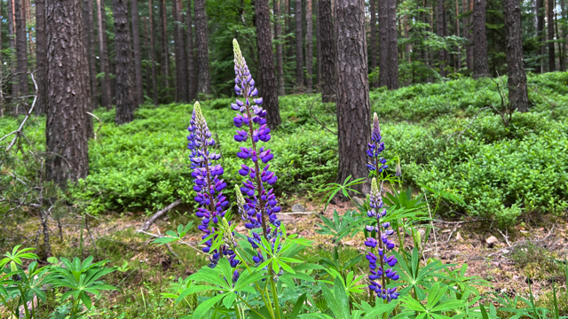 Vaste lupine - Lupinus polyphyllus