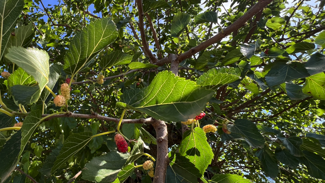 Zwarte moerbei - Morus nigra