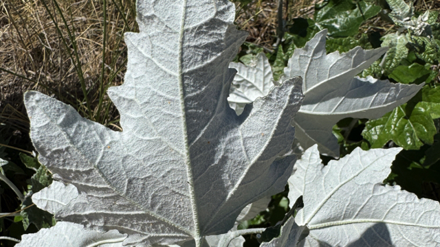 Witte abeel - Populus alba