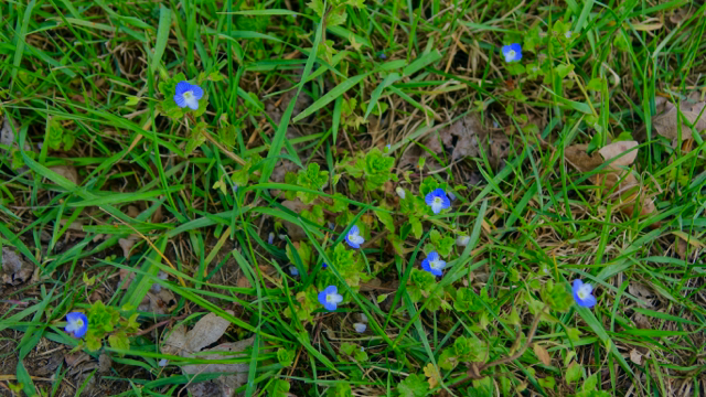 Draadereprijs - Veronica filiformis