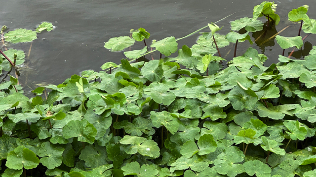 Grote waternavel - Hydrocotyle ranunculoides