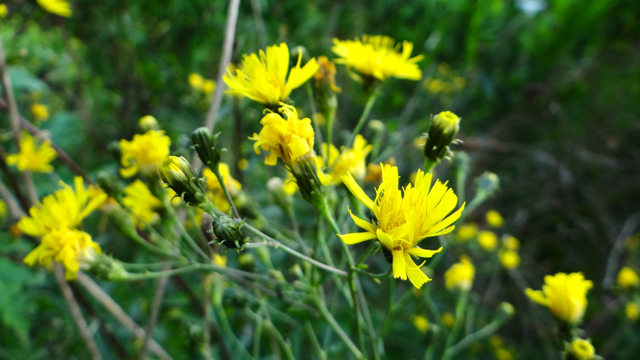 Schermhavikskruid - Hieracium sectie Hieraciodes