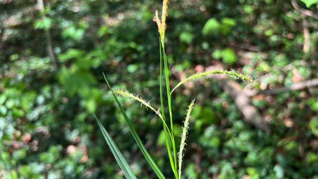 Boszegge - Carex sylvatica