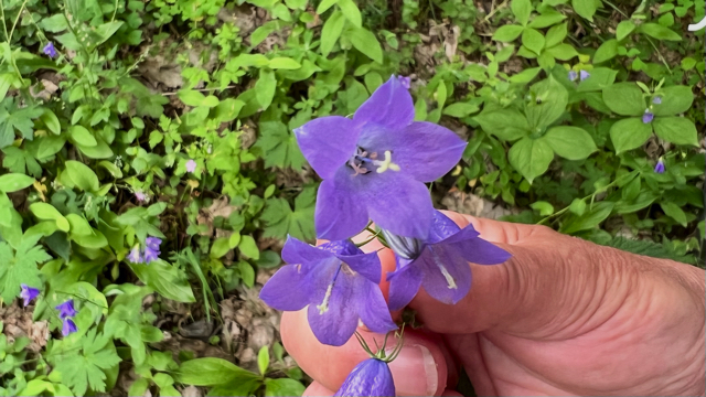 Bergklokje - Campanula rhomboidalis