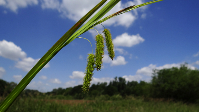 Hoge cyperzegge - Carex pseudocyperus