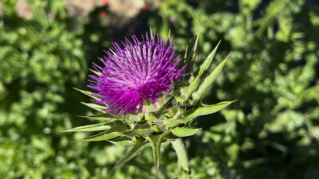 Mariadistel - Silybum marianum