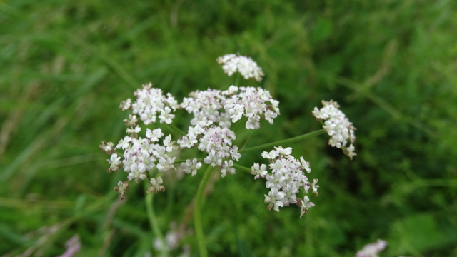 Heggendoornzaad - Torilis japonica