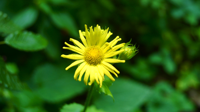 Hartbladzonnebloem - Doronicum pardalianches