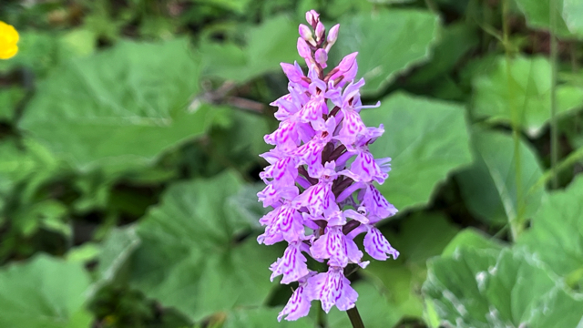 Gevlekte orchis - Dactylorhiza maculata