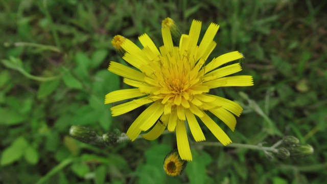 Gevlekt havikskruid - Hieracium maculatum