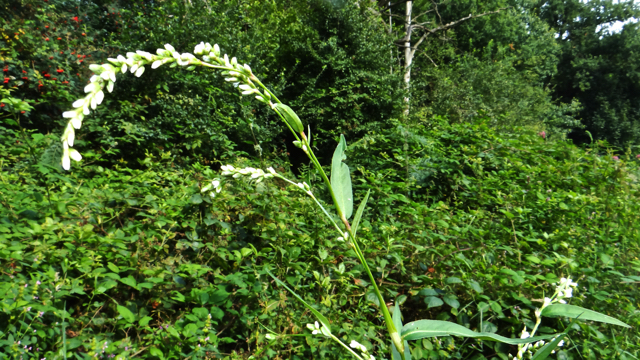 Zachte duizendknoop - Persicaria mitis