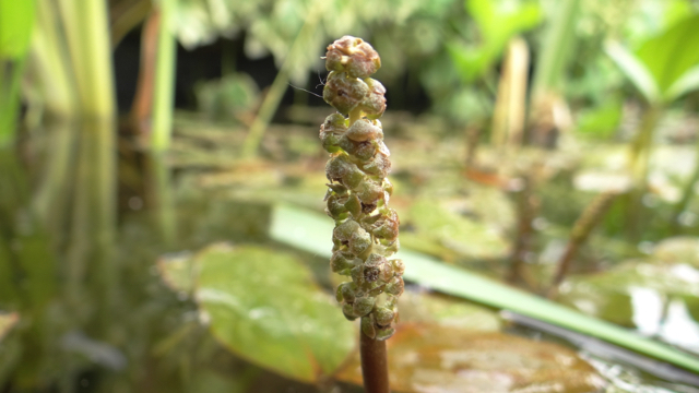 Drijvend fonteinkruid - Potamogeton natans