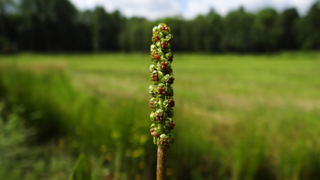 Duizendknoopfonteinkruid - Potamogeton polygonifolius