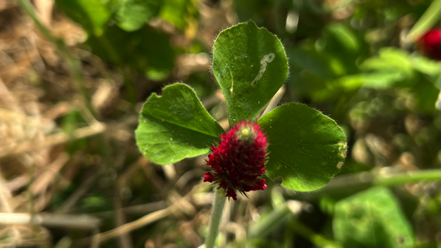 Inkarnaatklaver - Trifolium incarnatum
