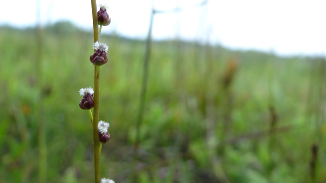 Moeraszoutgras - Triglochin palustris