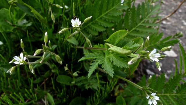 Gewone hoornbloem - Cerastium fontanum s. vulgare