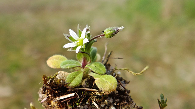 Zandhoornbloem - Cerastium semidecandrum