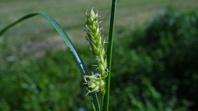 Ruige zegge - Carex hirta