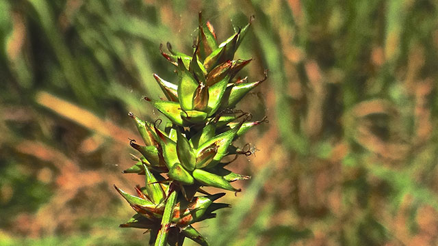 Gewone bermzegge - Carex spicata