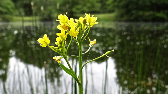 Gele waterkers - Rorippa amphibia