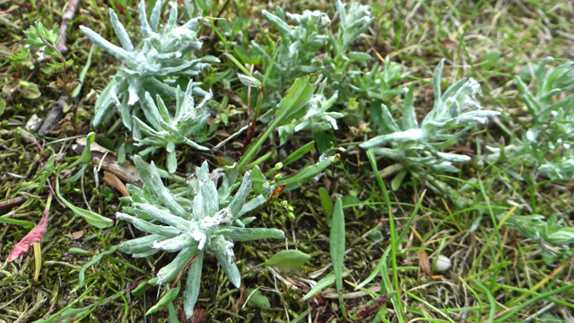 Moerasdroogbloem - Gnaphalium uliginosum