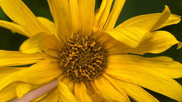 Aardpeer - Helianthus tuberosus